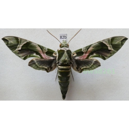 Daphnis nerii (Linnaeus, 1758) Slovakia 102mm82b
